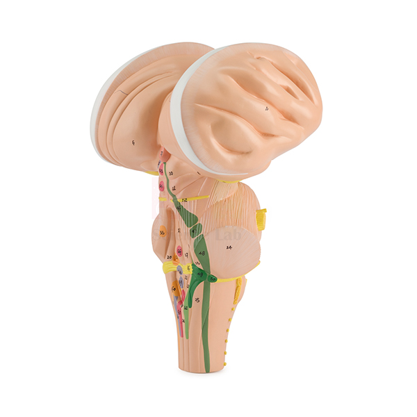 Enlarged Human Brain Stem Model